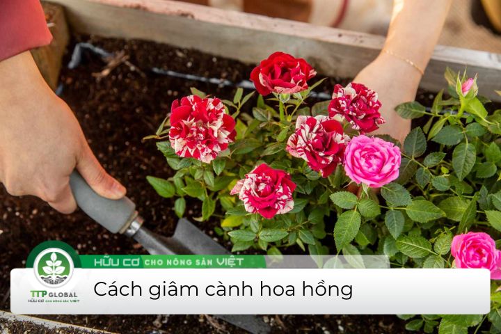 cách giâm cành hoa hồng