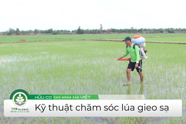 kỹ thuật chăm sóc lúa gieo sạ