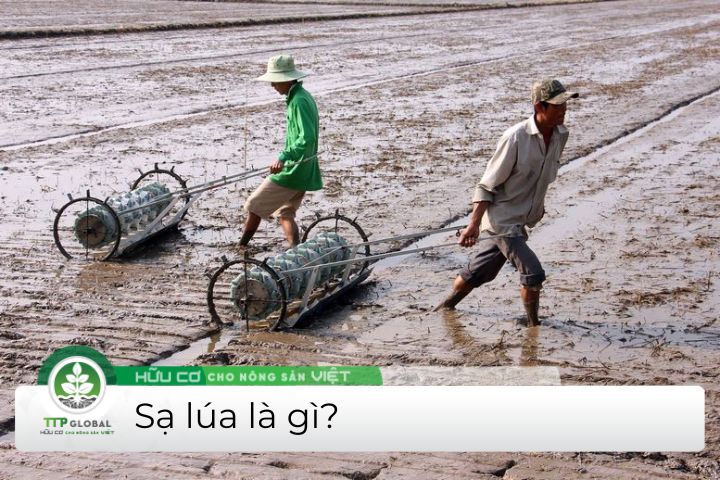 Kỹ thuật gieo sạ lúa